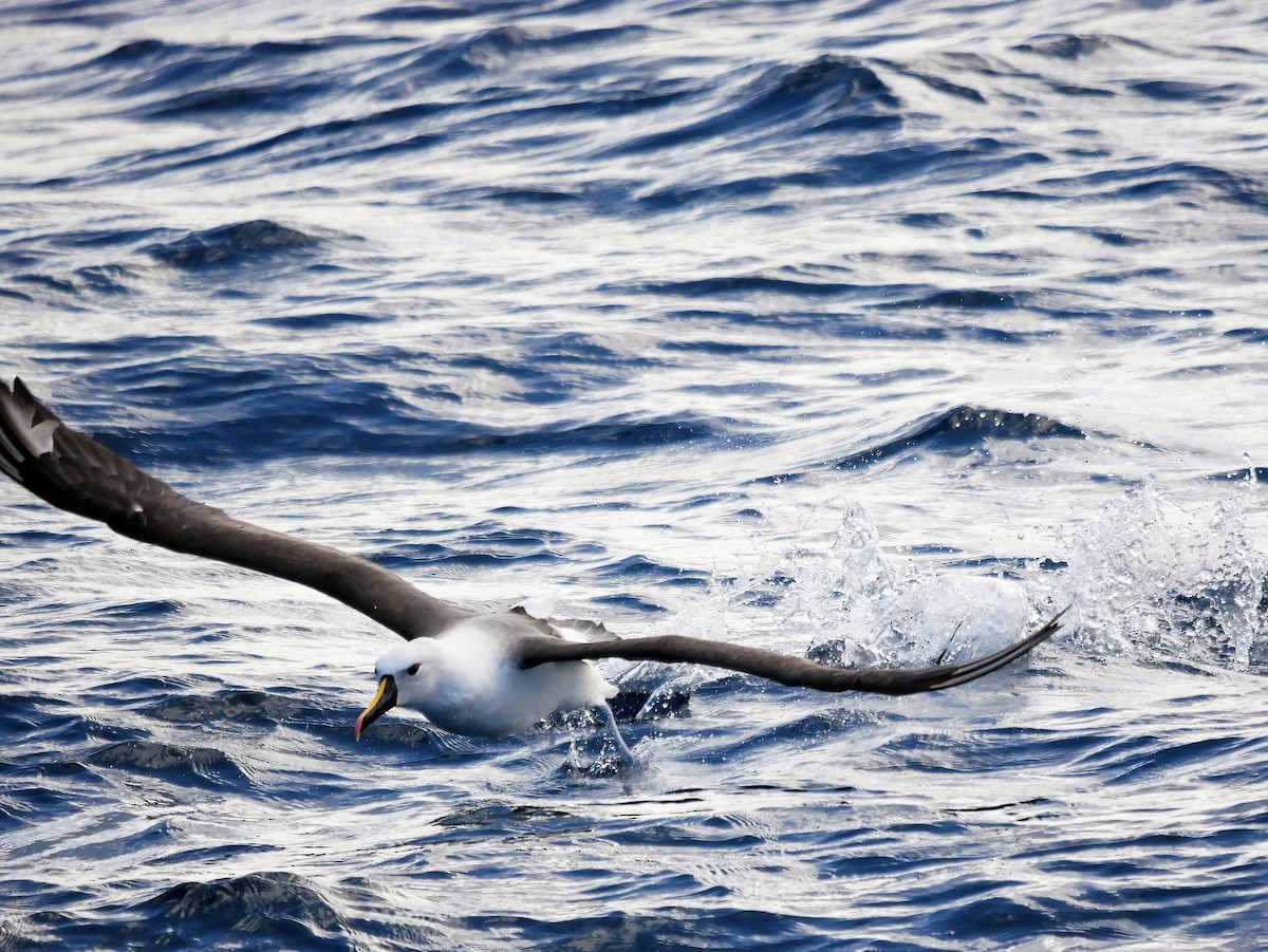 Indian Yellow-nosed Albatross - ML612476677