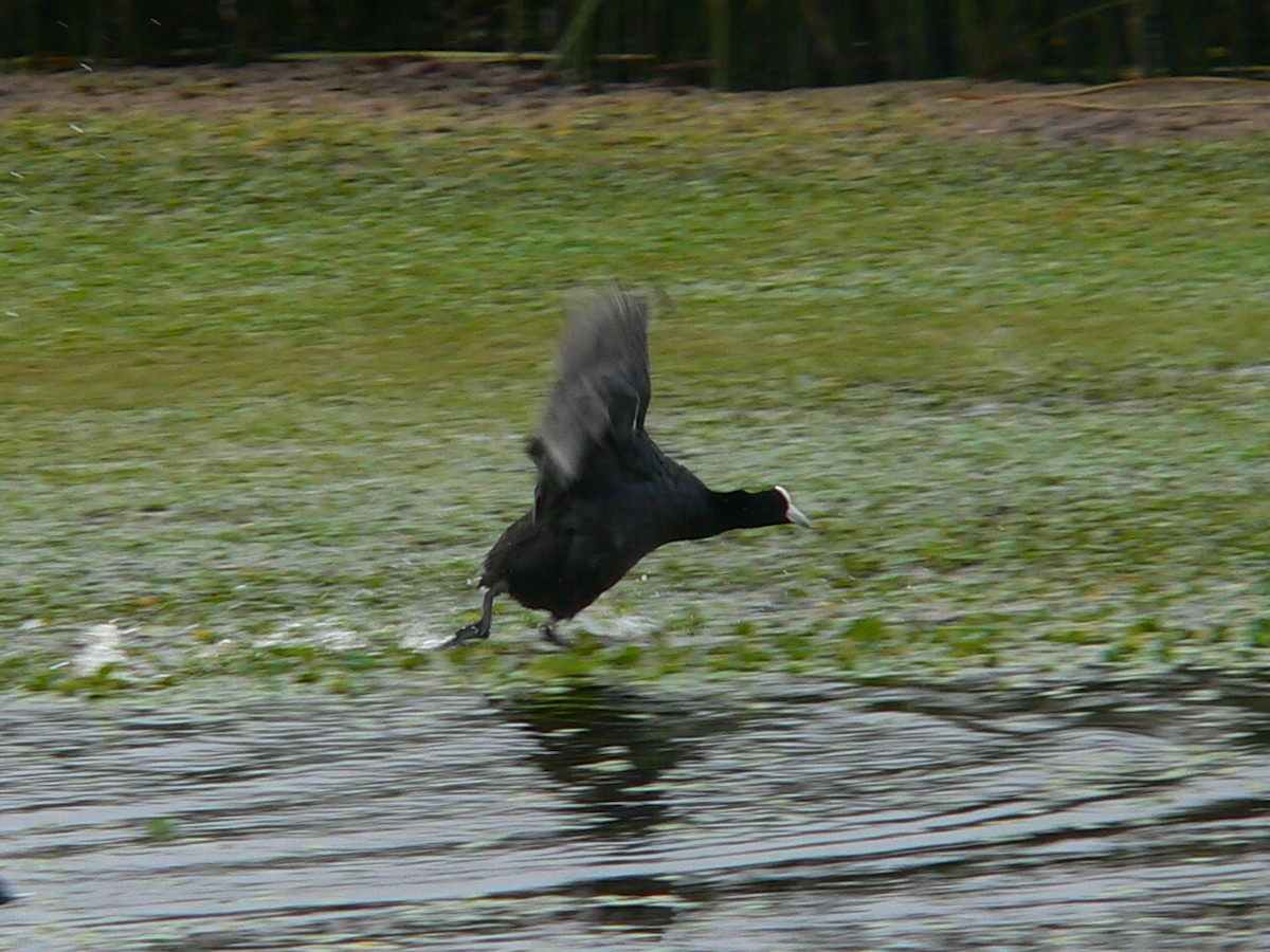 Slate-colored Coot - Charley Hesse TROPICAL BIRDING