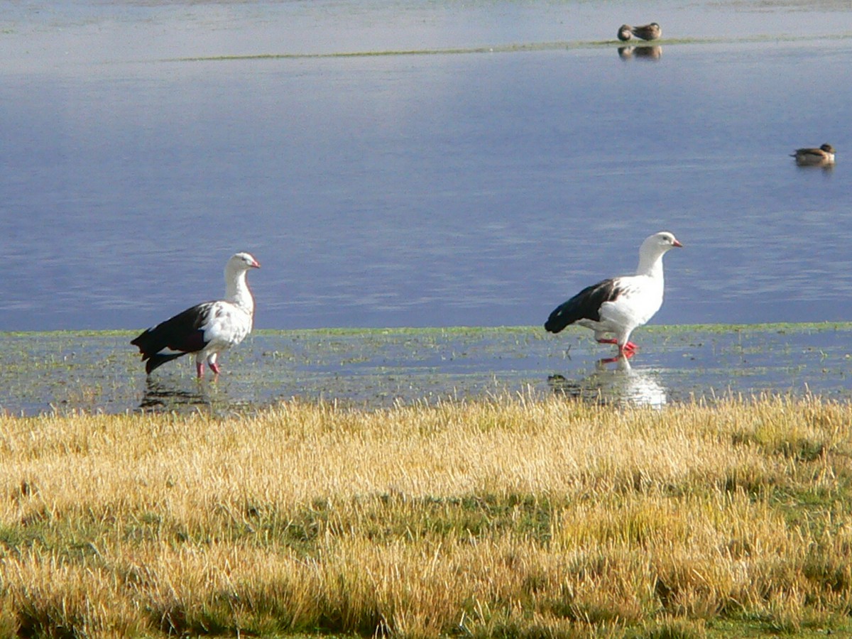 Andean Goose - ML612476730
