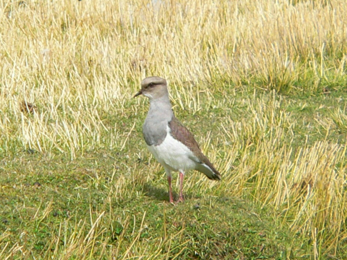 Andean Lapwing - ML612476734