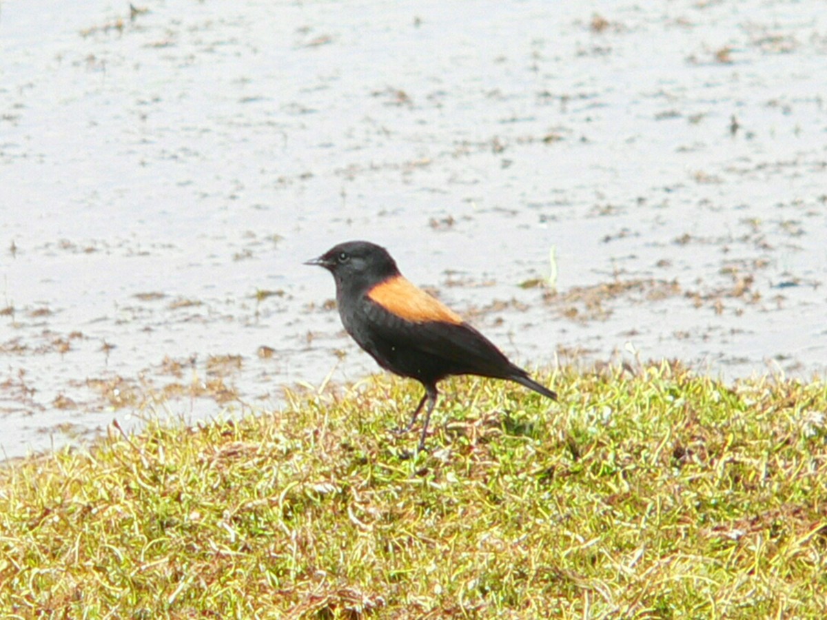 Andean Negrito - Charley Hesse TROPICAL BIRDING