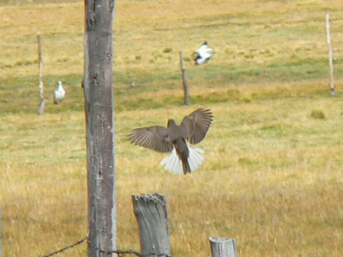 Black-billed Shrike-Tyrant - Charley Hesse TROPICAL BIRDING