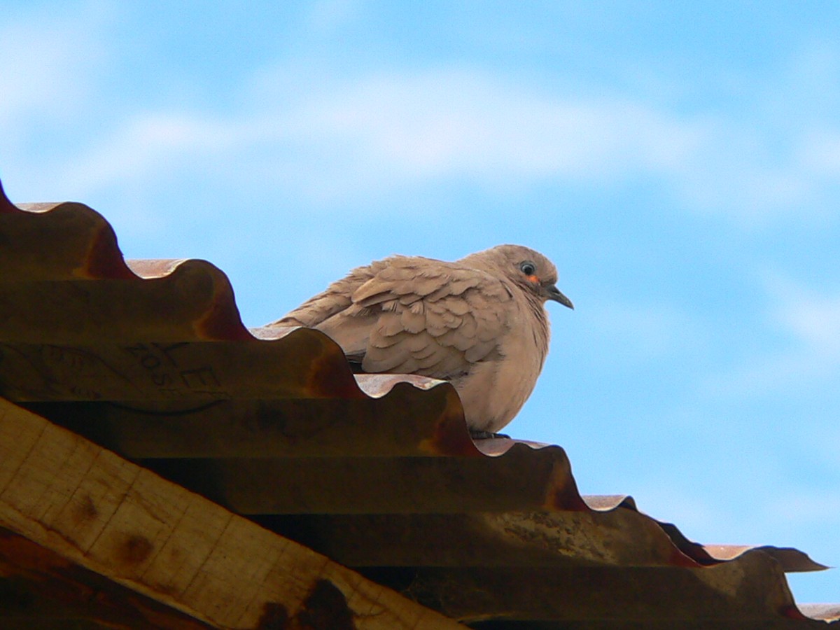 Black-winged Ground Dove - Charley Hesse TROPICAL BIRDING