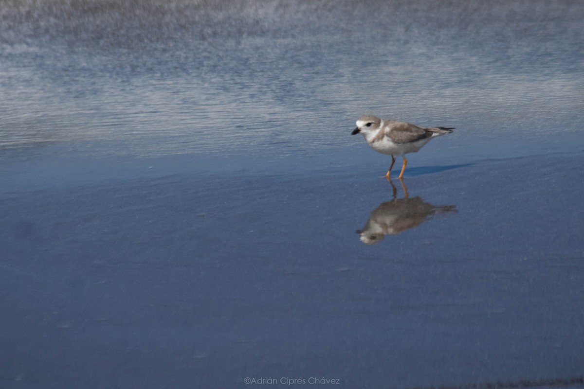 Piping Plover - ML612477315