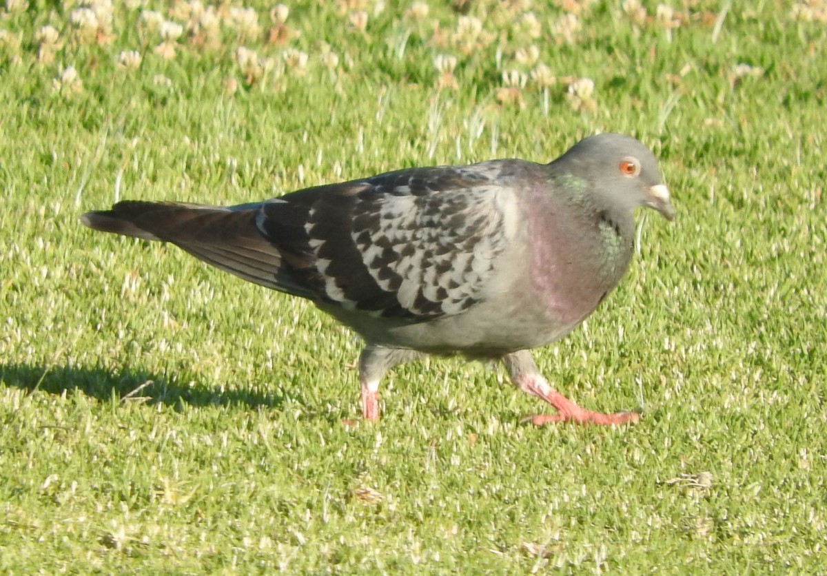 Rock Pigeon (Feral Pigeon) - ML612477796