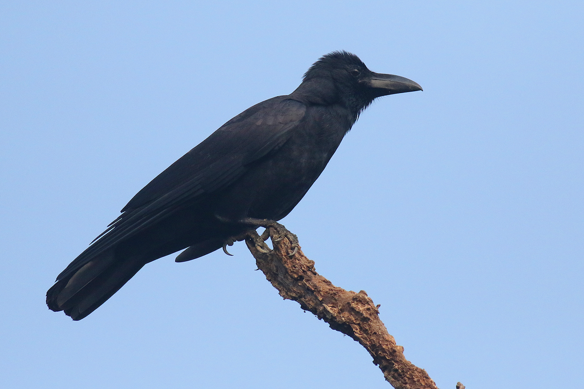 Large-billed Crow (Indian Jungle) - ML612477802