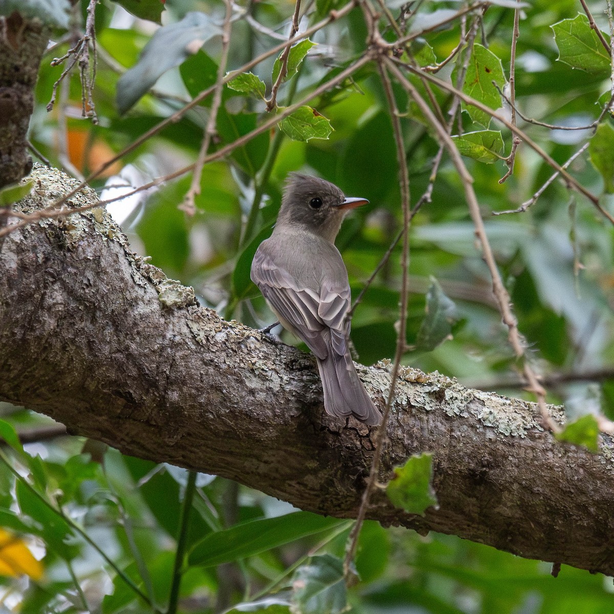 Greater Pewee - ML612478084