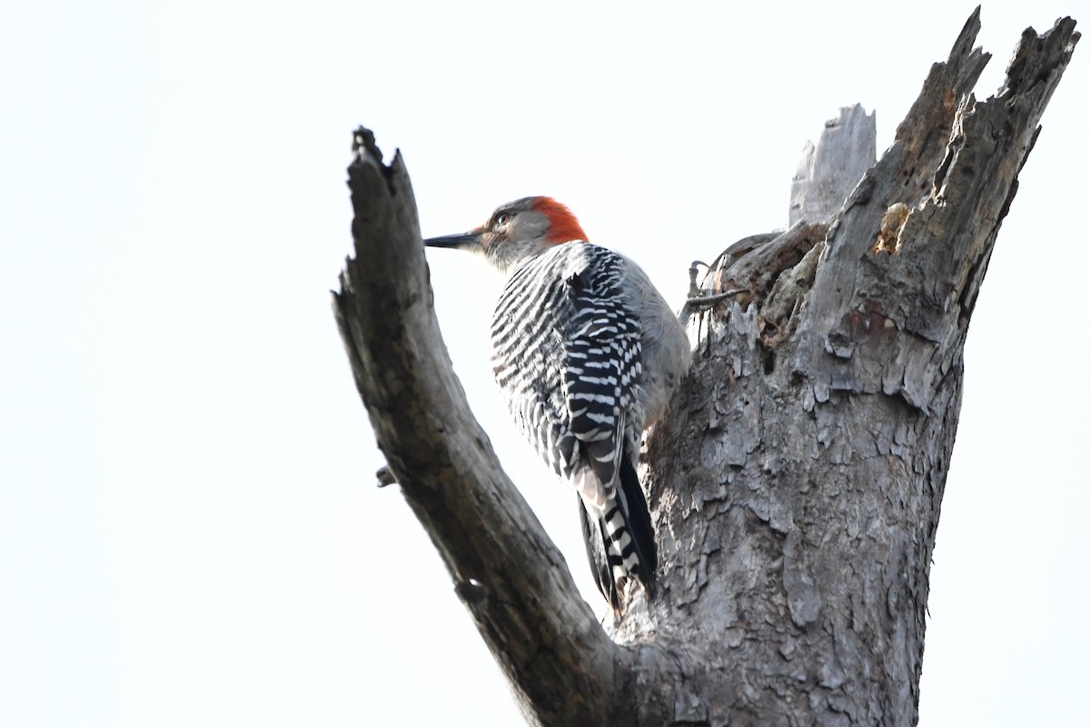 Red-bellied Woodpecker - ML612478154