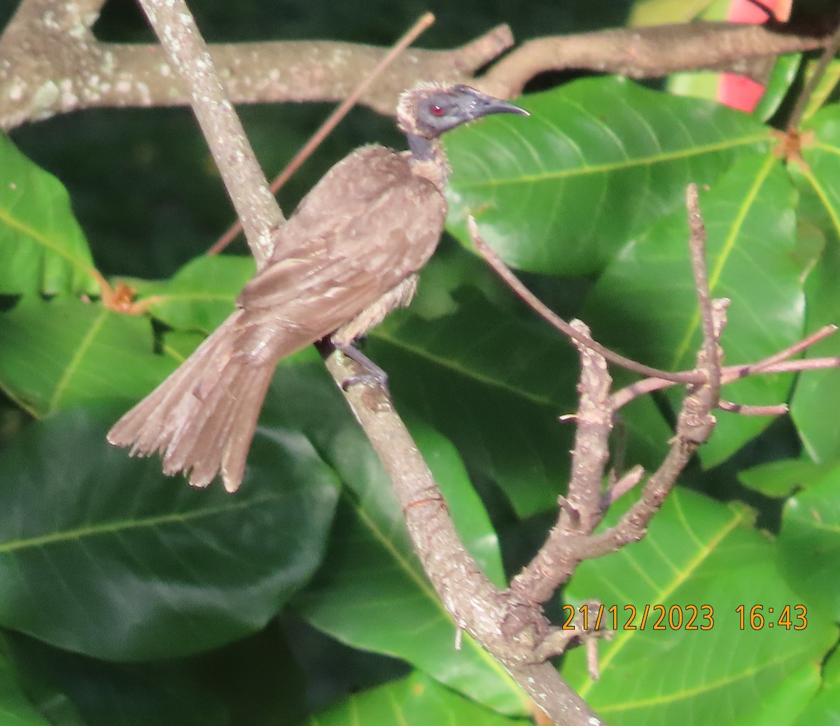 Helmeted Friarbird (Hornbill) - Norton Gill