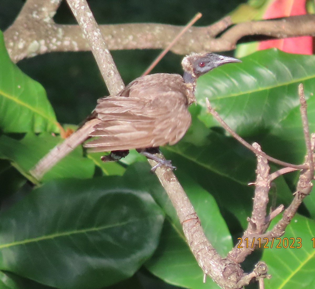 Helmeted Friarbird (Hornbill) - ML612478269