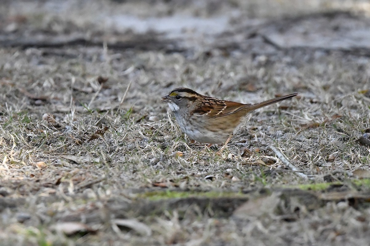 White-throated Sparrow - ML612478271