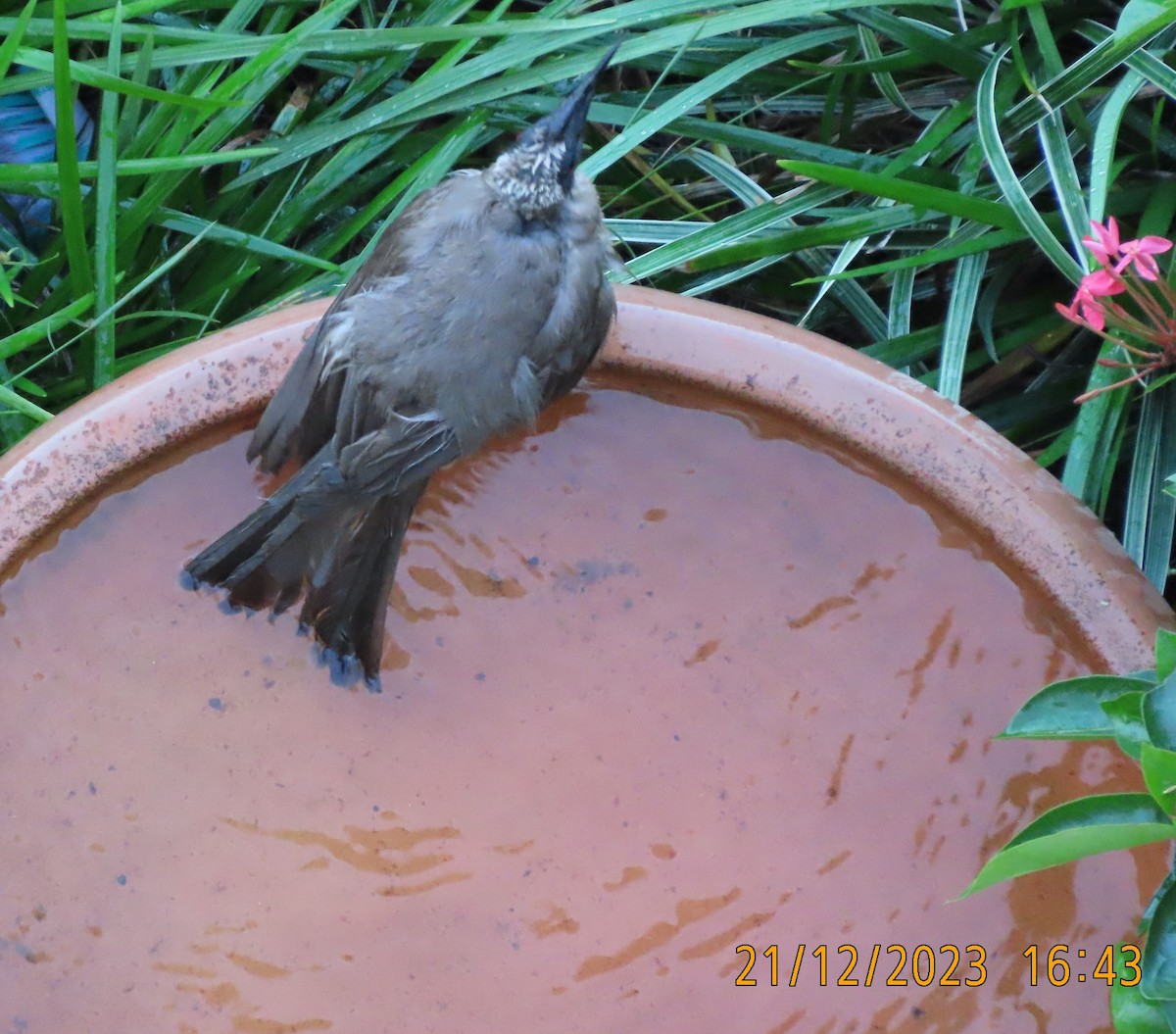 Helmeted Friarbird (Hornbill) - ML612478273