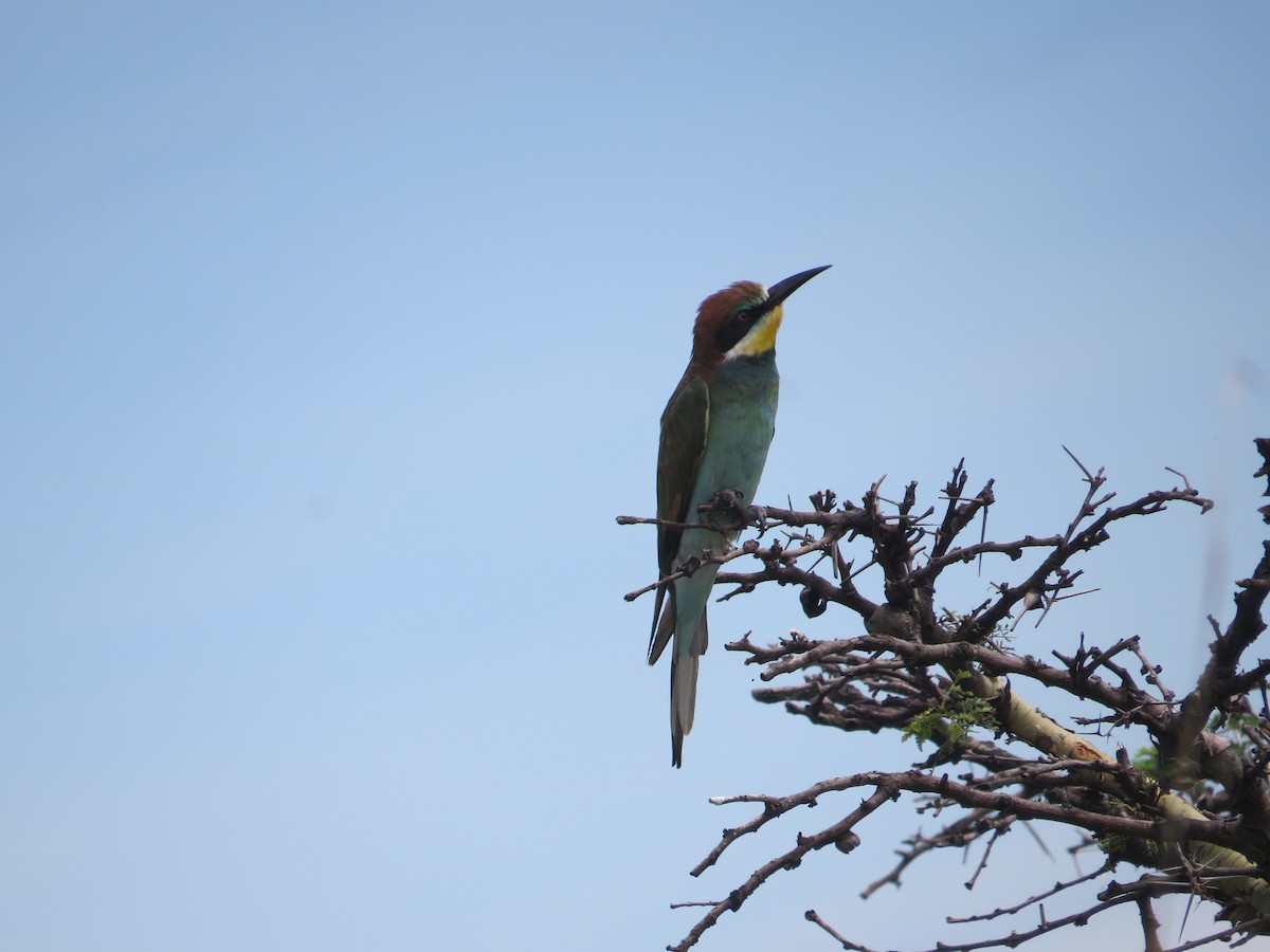 European Bee-eater - Mwangi Gitau.