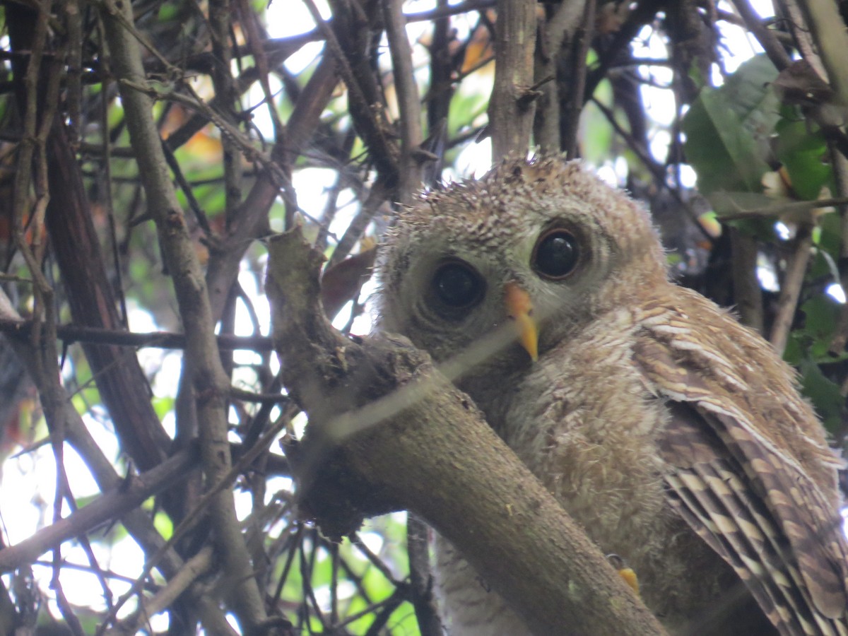 African Wood-Owl - ML612478853