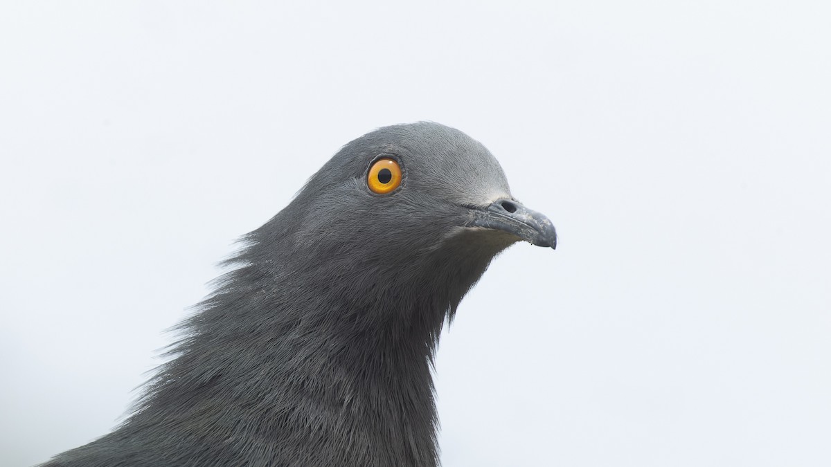 Christmas Island Imperial-Pigeon - ML612478990
