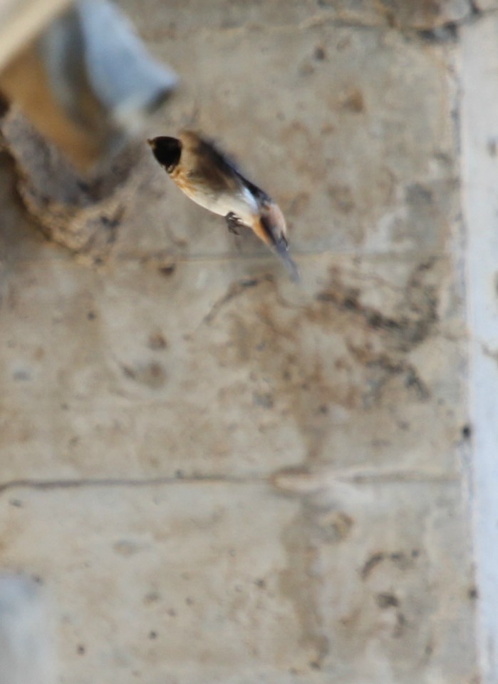 South African Swallow - Ian Rijsdijk