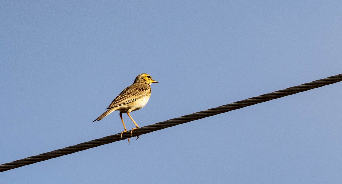 African Pipit (African) - ML612479378