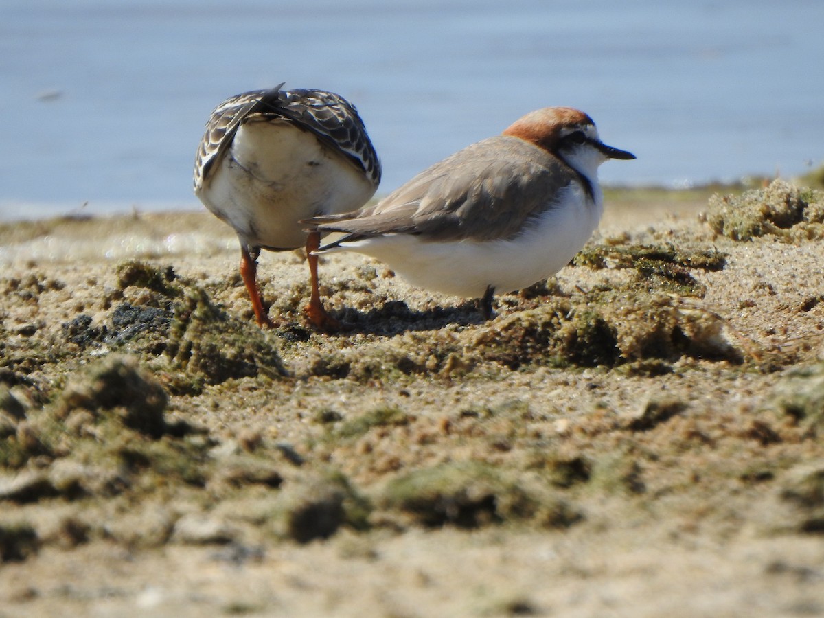 Red-capped Plover - ML612479485