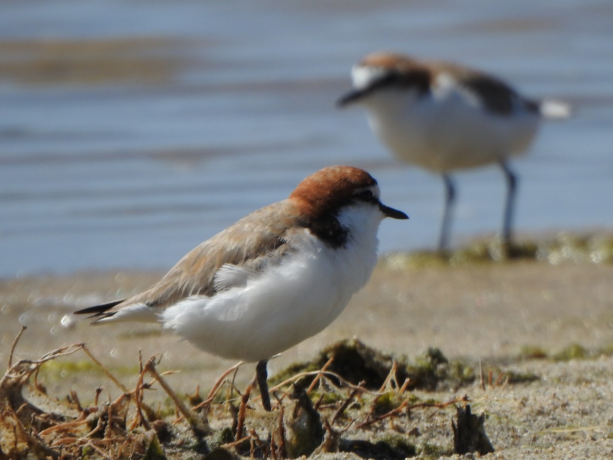 Red-capped Plover - ML612479496