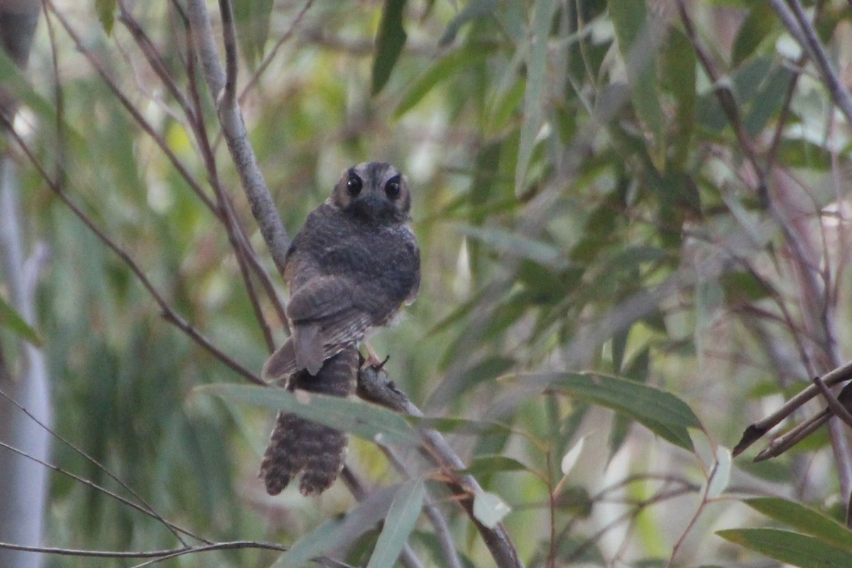 Australian Owlet-nightjar - ML612480019