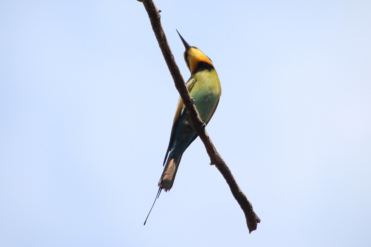 Rainbow Bee-eater - ML612480066