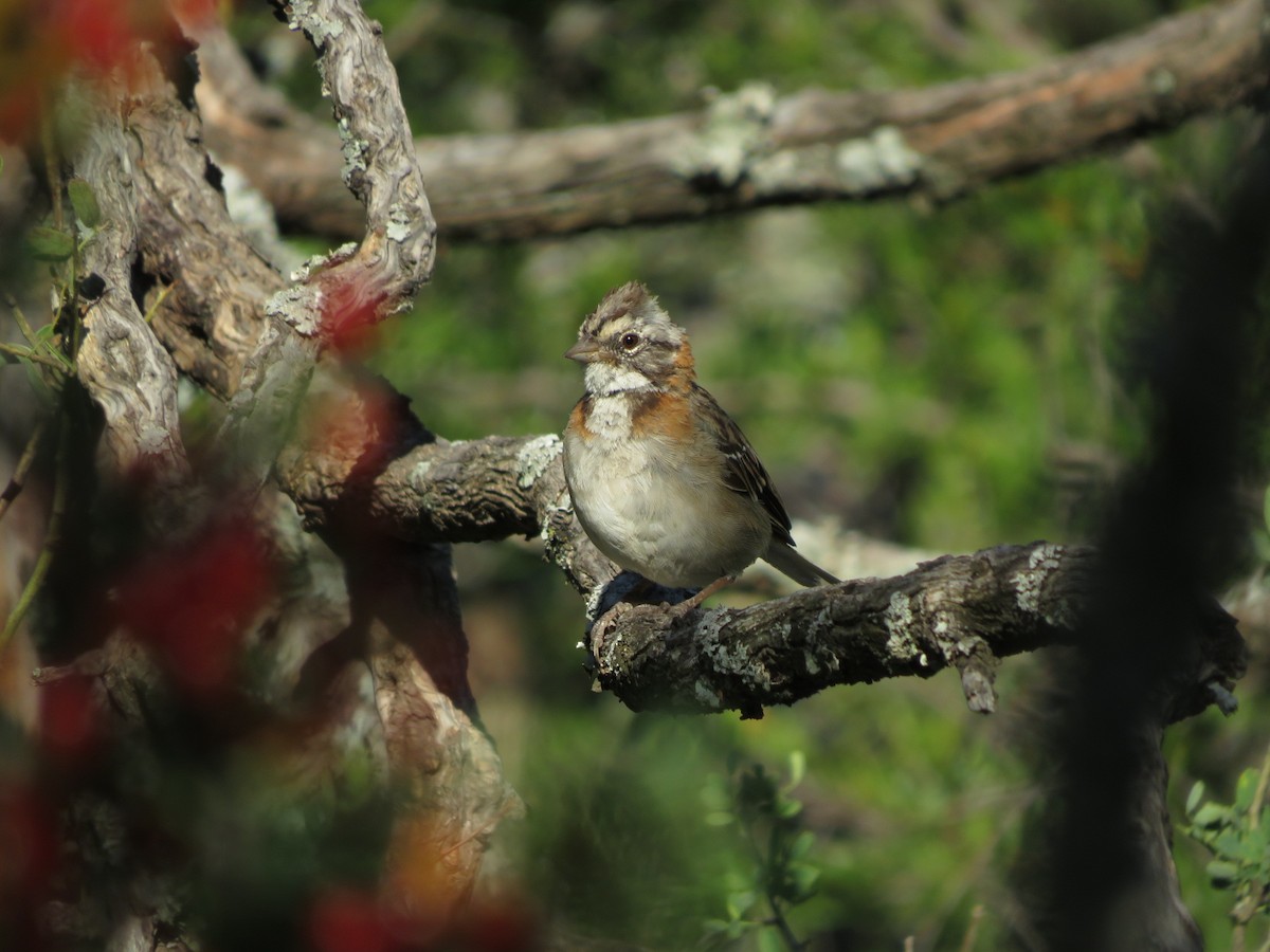 Rufous-collared Sparrow - ML612480099
