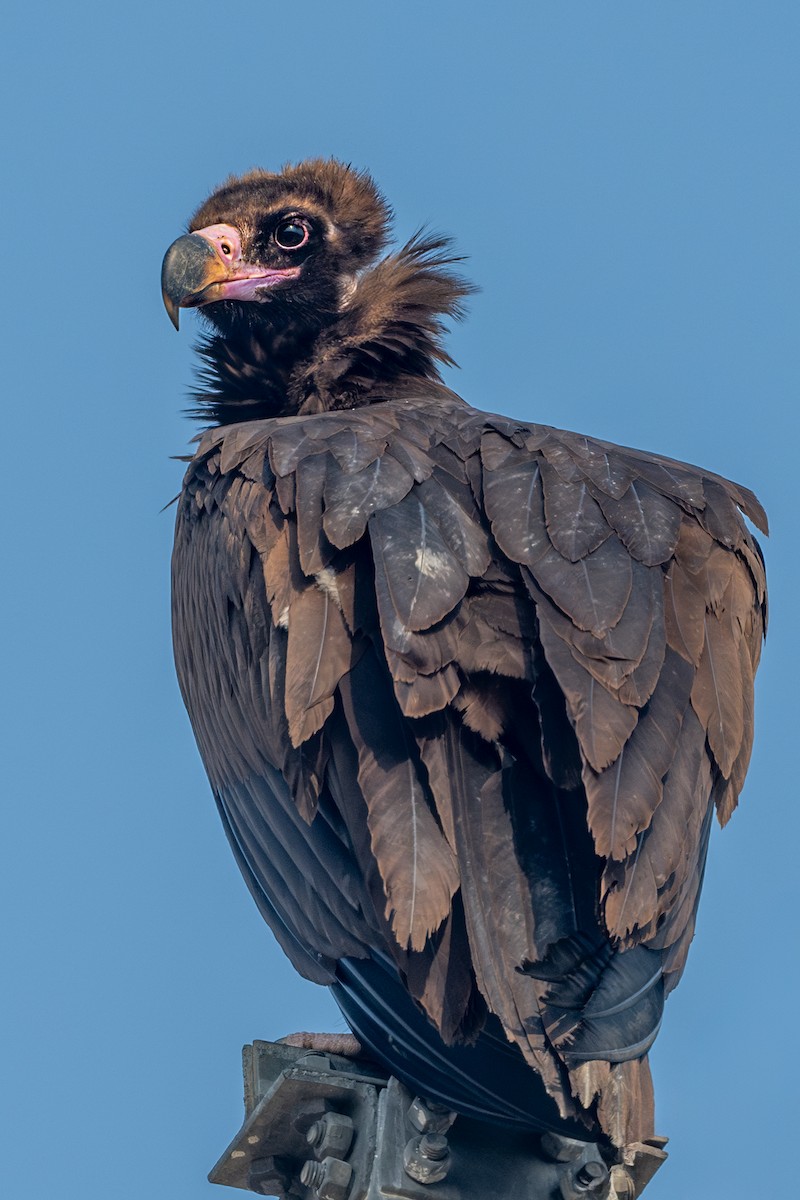 Cinereous Vulture - ML612480323