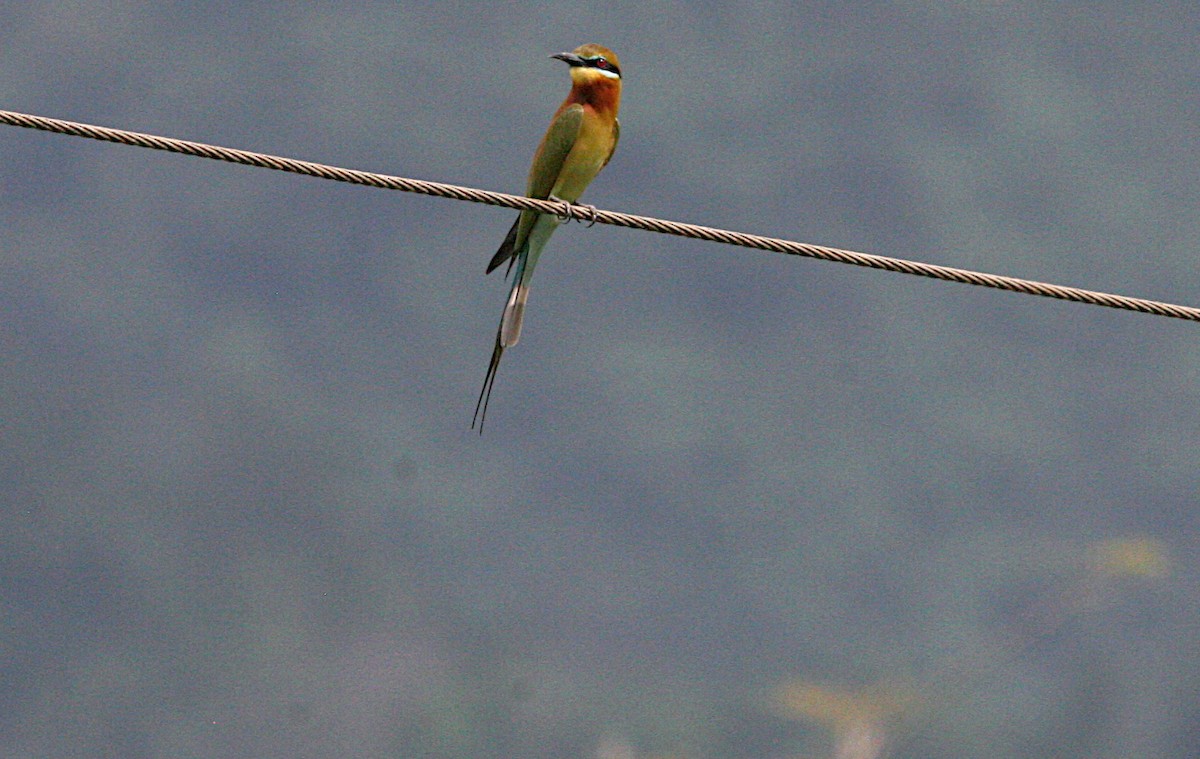 Blue-tailed Bee-eater - ML612480553