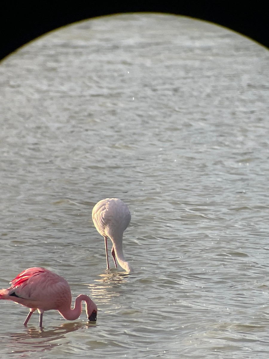 Lesser Flamingo - ML612481131