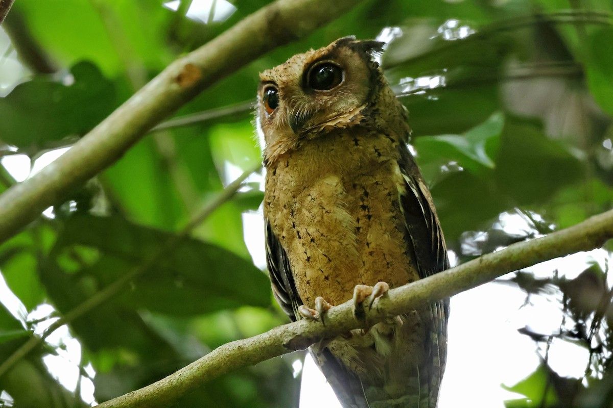 Sunda Scops-Owl - ML612481355