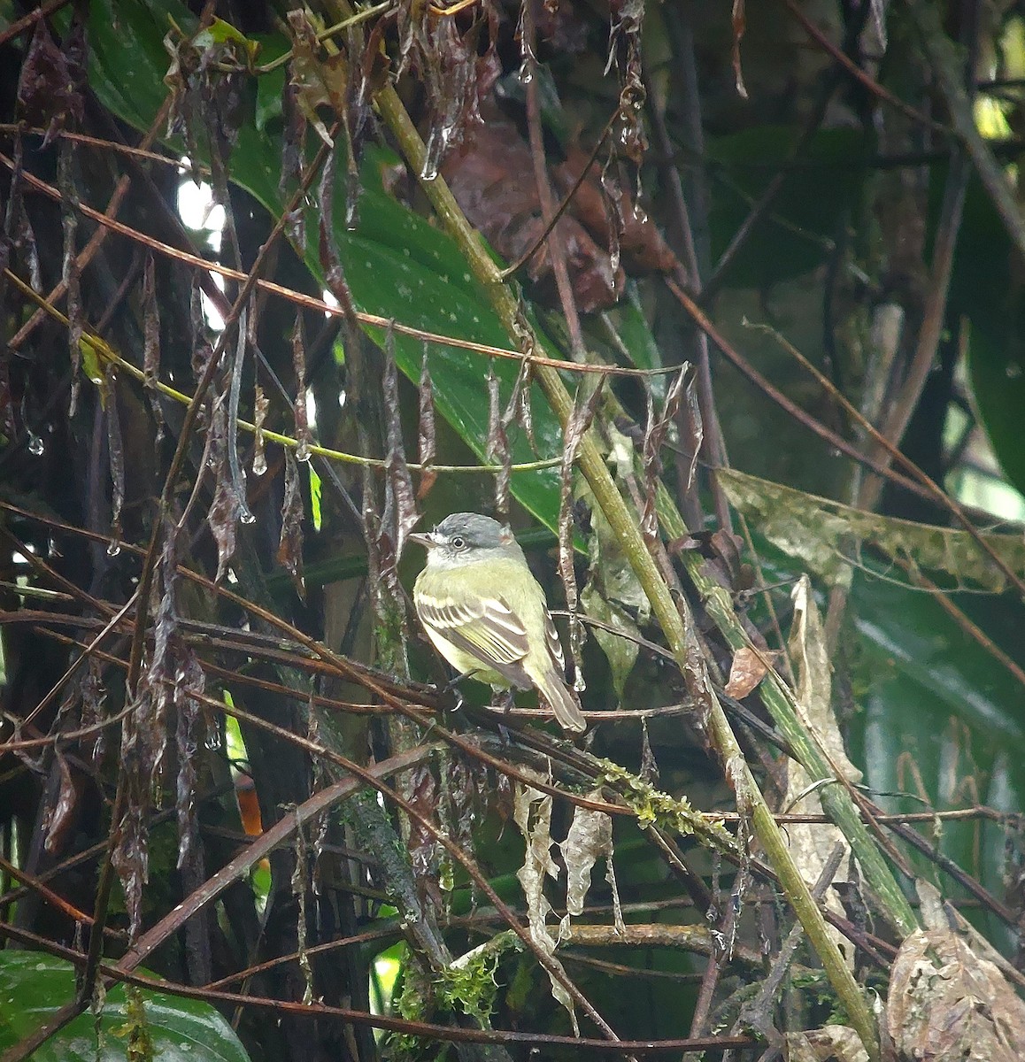 White-fronted Tyrannulet - ML612481684