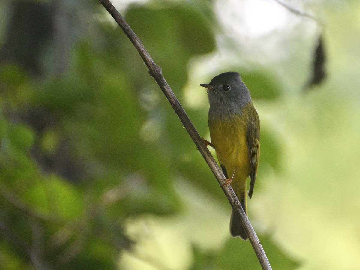 Gray-headed Canary-Flycatcher - ML612482013