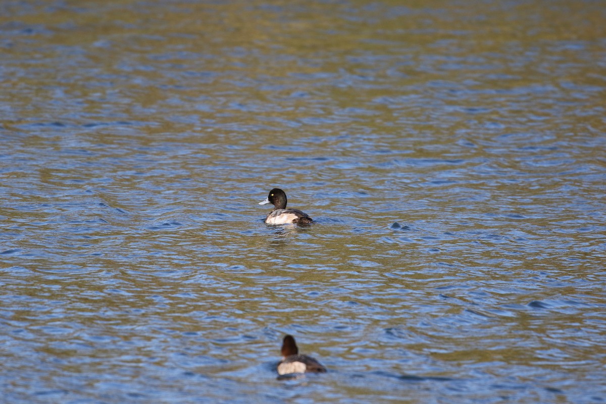 Greater Scaup - ML612482107
