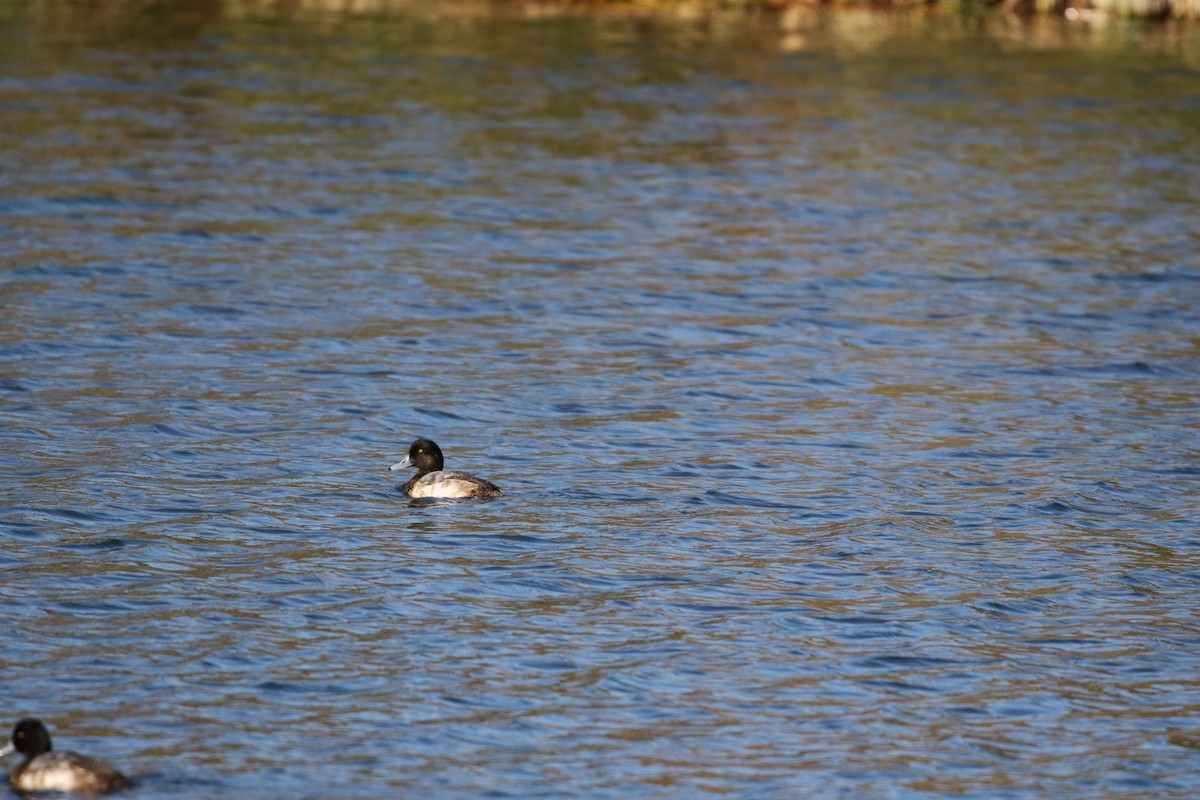 Greater Scaup - ML612482110
