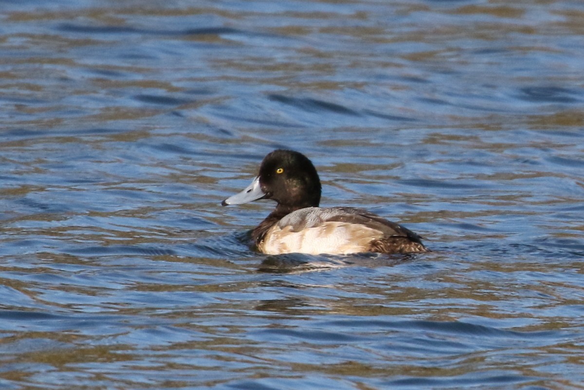 Greater Scaup - ML612482588