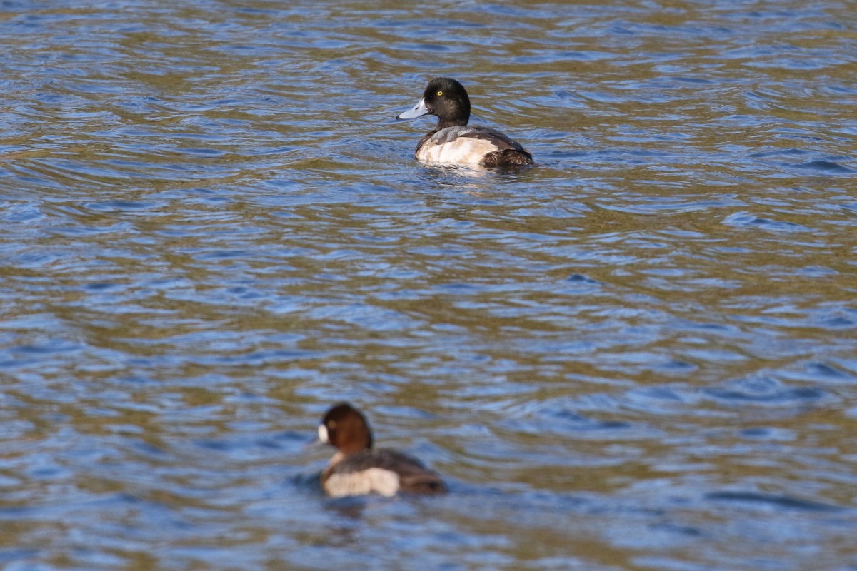 Greater Scaup - ML612482590
