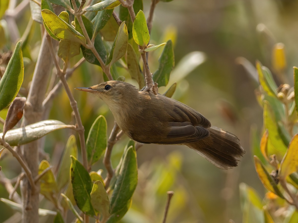 Common Reed Warbler (Mangrove) - ML612482661