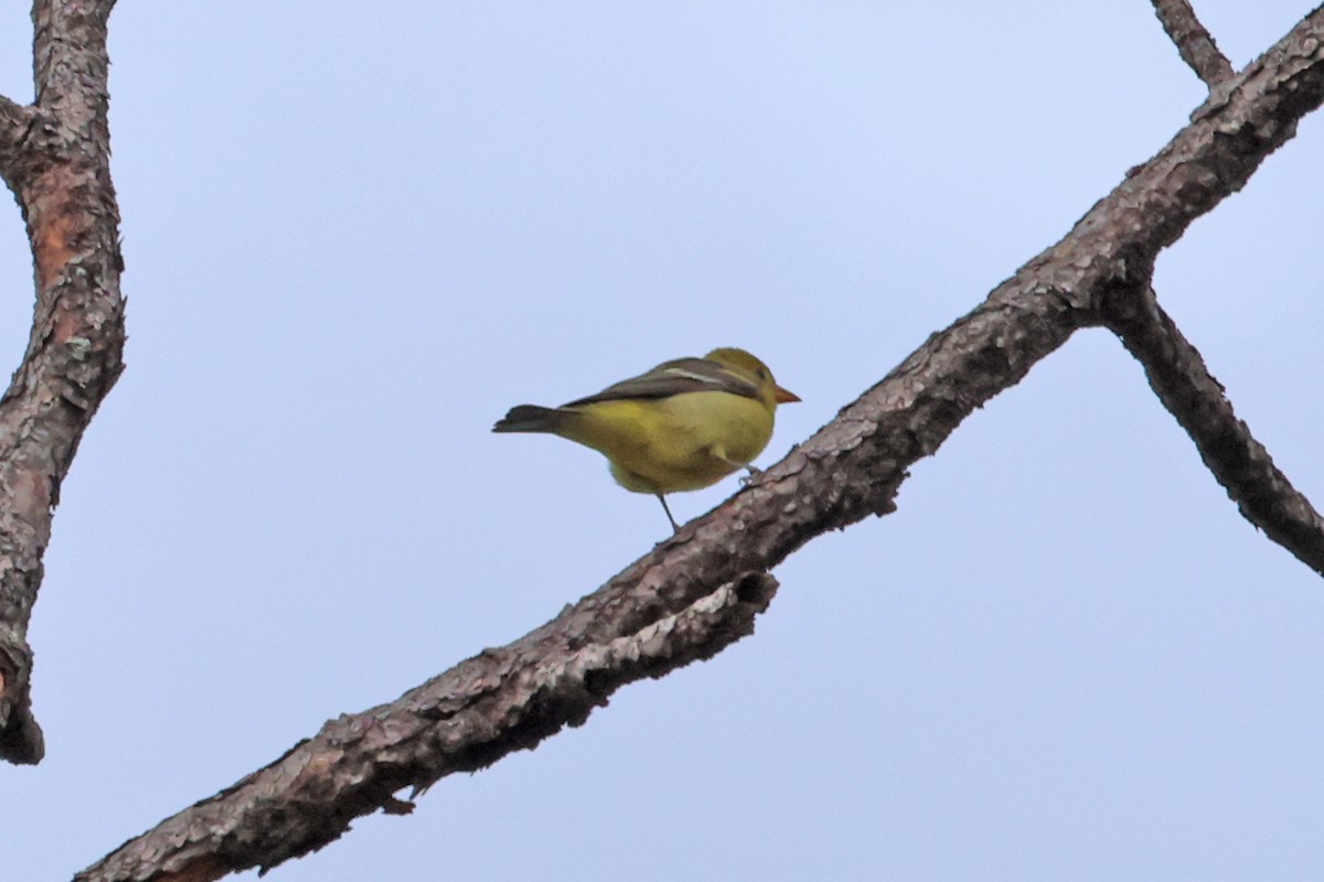 Western Tanager - ML612482931