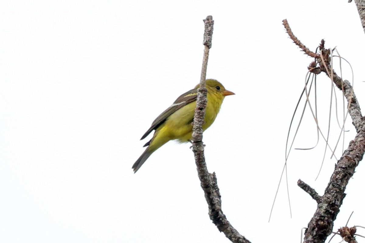 Western Tanager - ML612482932