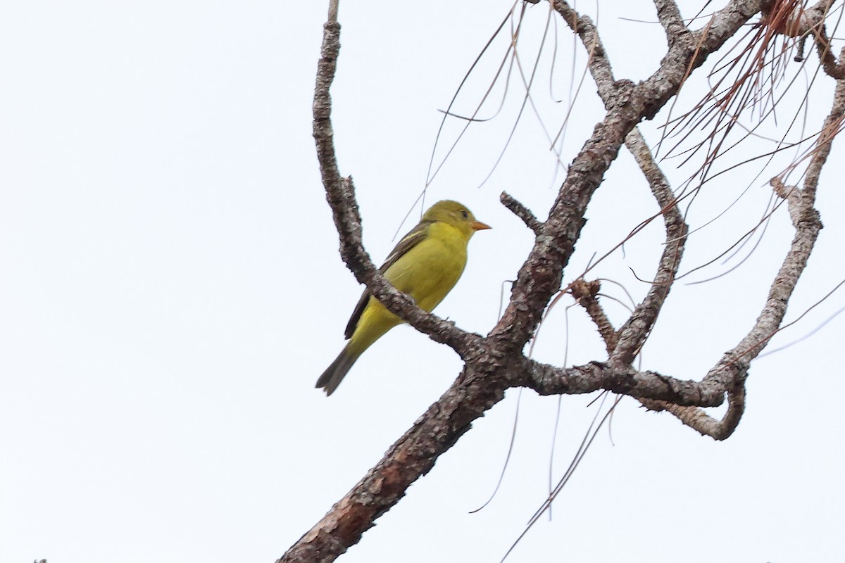 Western Tanager - ML612482933