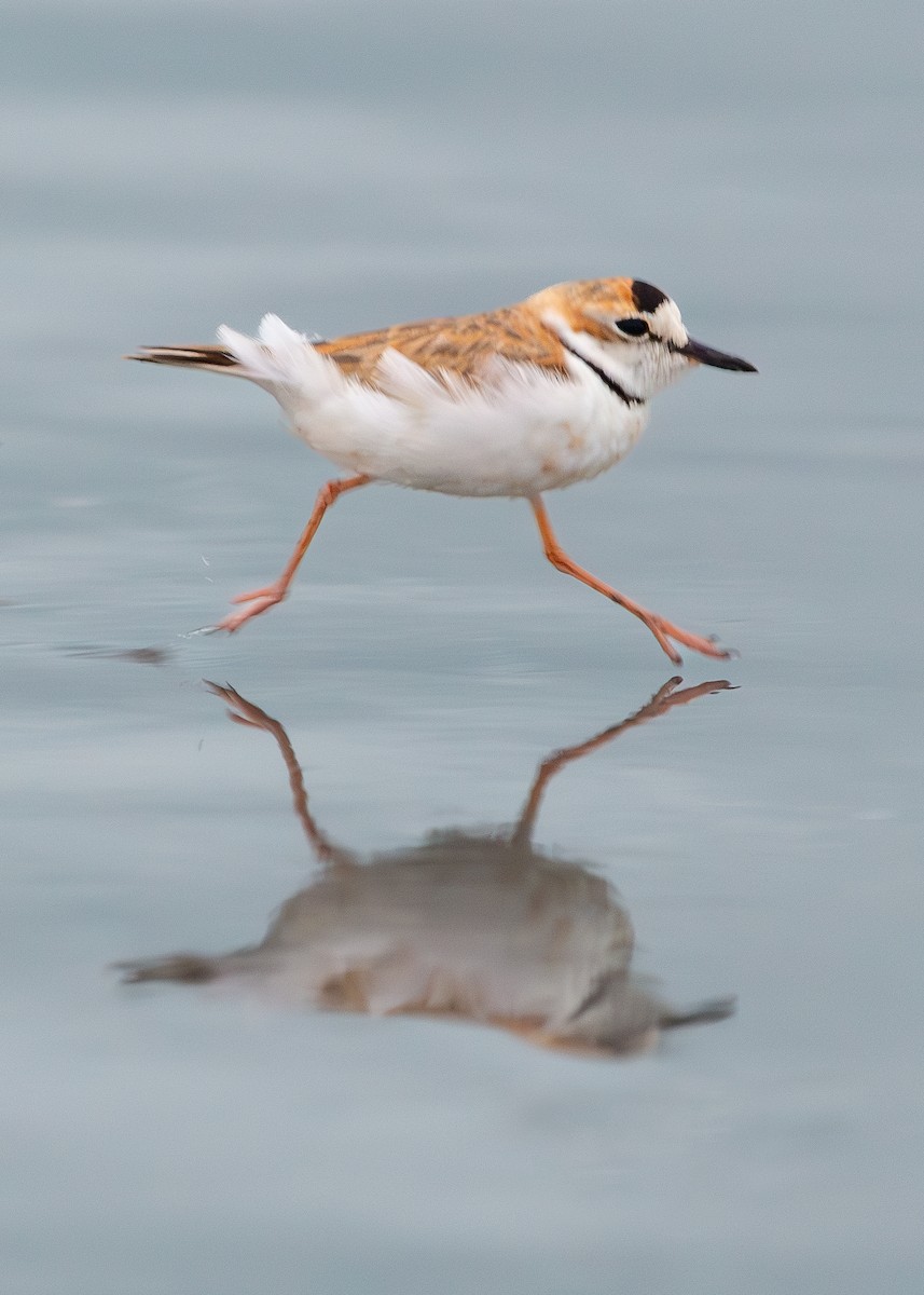 Collared Plover - ML612483041