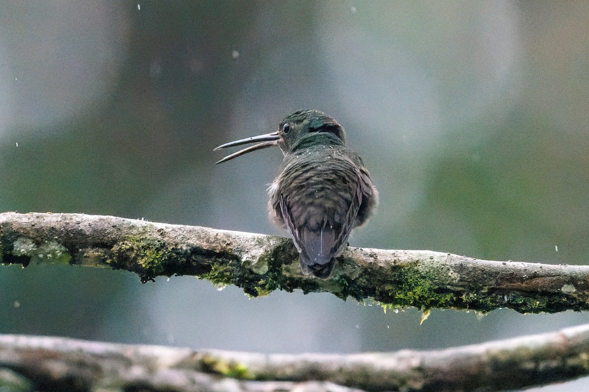 kolibřík západokolumbijský - ML612483244