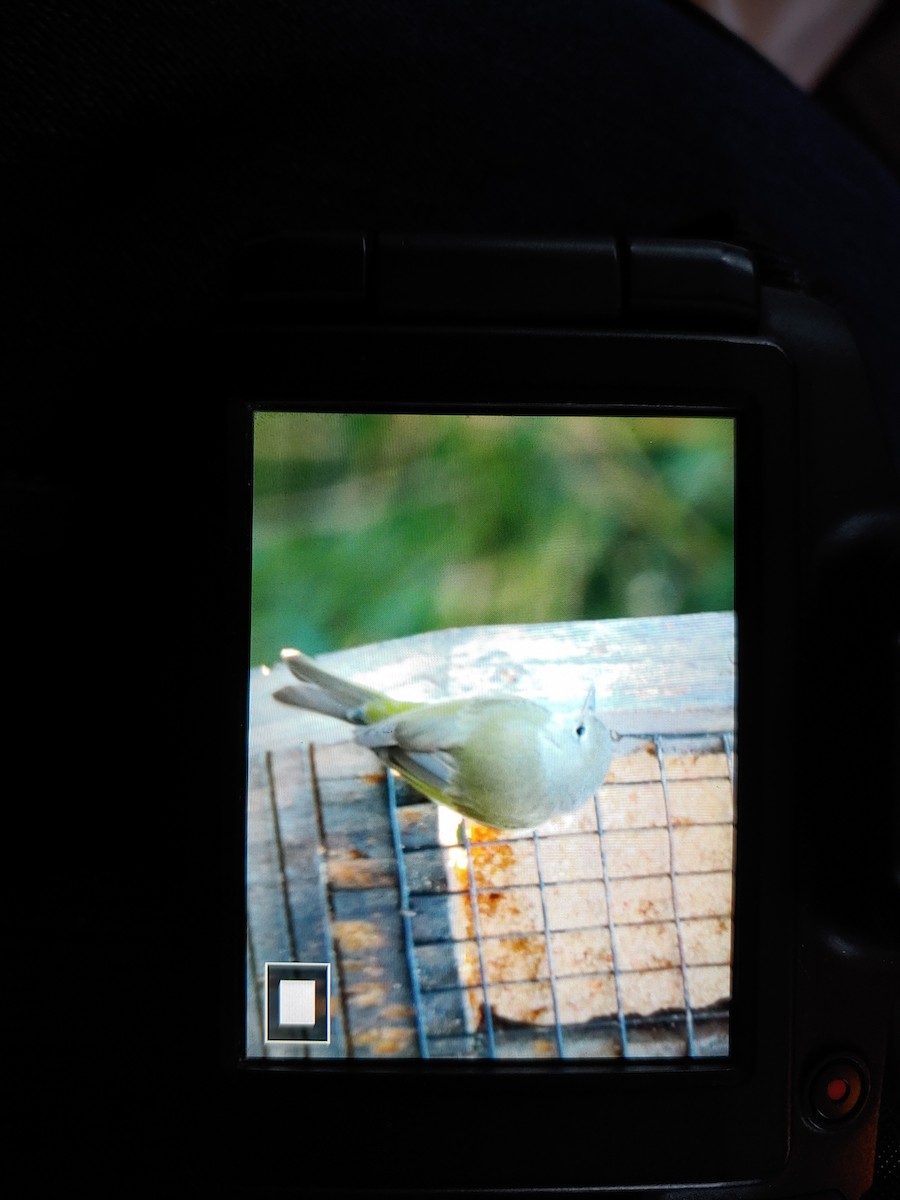Orange-crowned Warbler - ML612483268