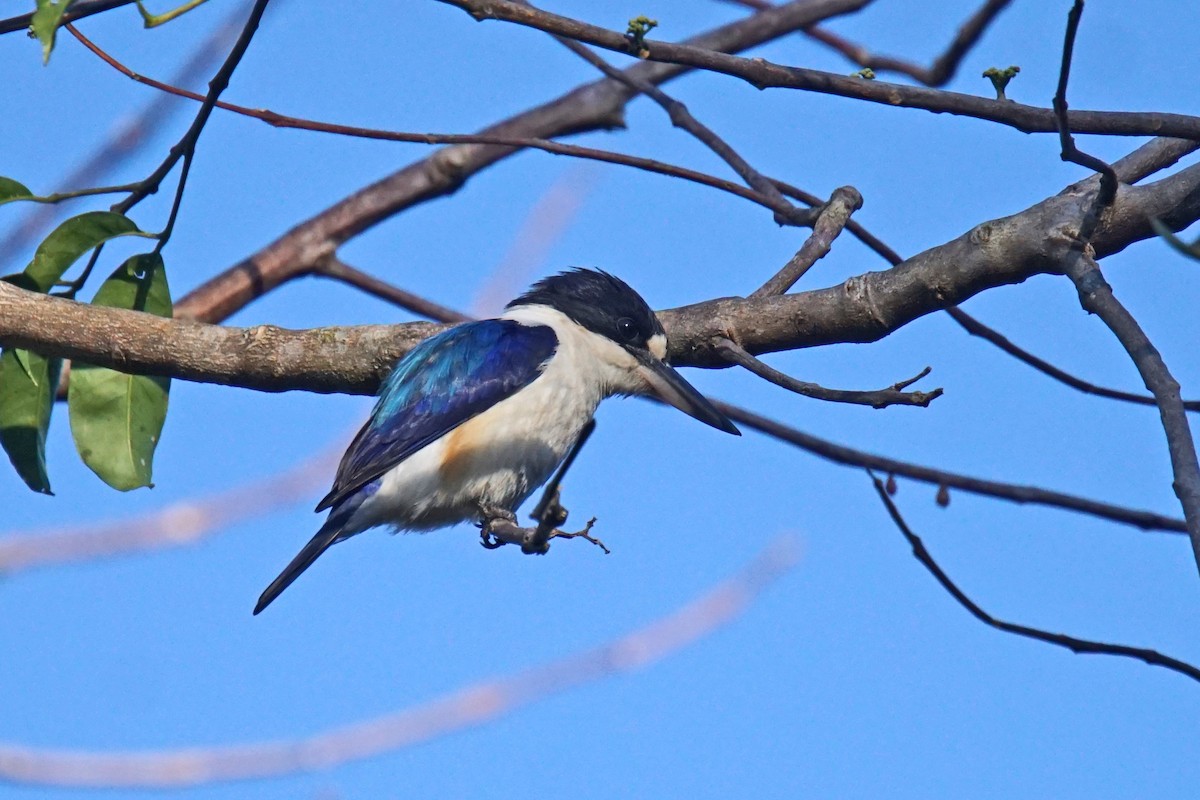 Forest Kingfisher - ML612483396