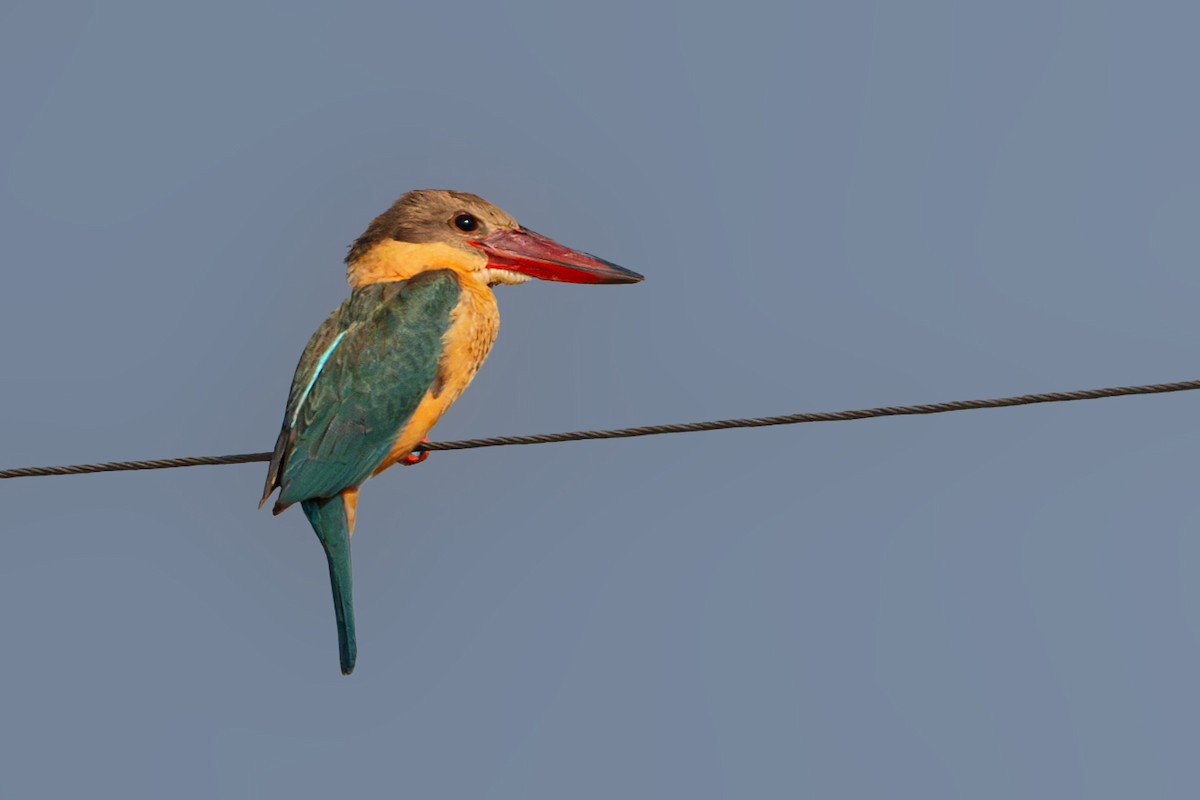 Stork-billed Kingfisher - ML612483754