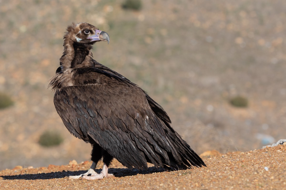 Cinereous Vulture - ML612484038