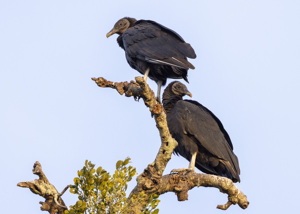 Black Vulture - Steve Holzman