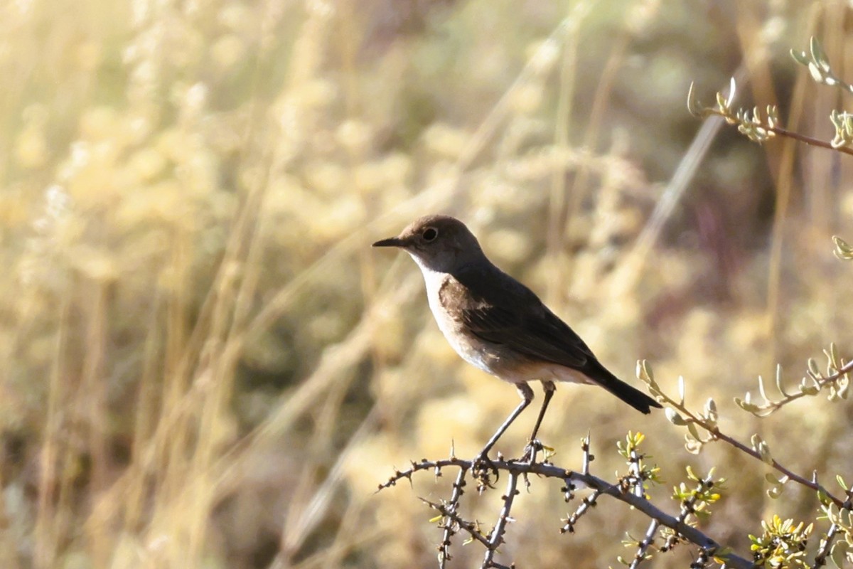 Sickle-winged Chat - ML612484182