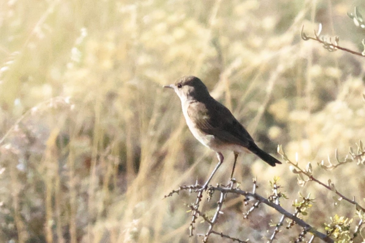 Sickle-winged Chat - ML612484184