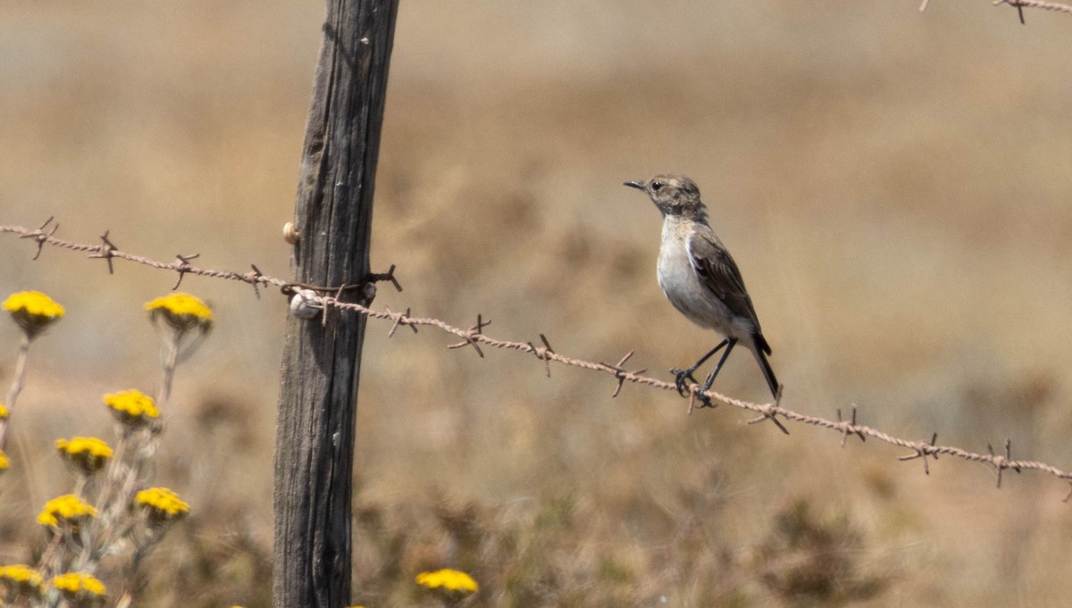 Sickle-winged Chat - ML612484506